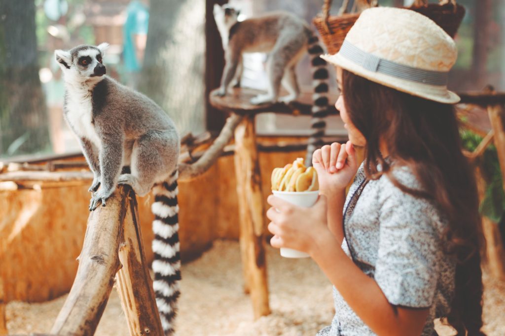 Egy kislány az állatkertben eteti az állatot.